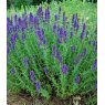 HERB Hyssop - Blue  9cm