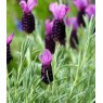 HERB Lavender - 'Devonshire Compact'  9cm