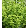 HERB Marjoram - Golden   8.5cm/9cm HERB Marjoram - Golden   8.5cm/9cm