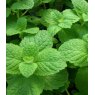 HERB Mint - Apple   8.5/9cm