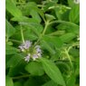 HERB Mint - Banana  9cm