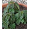 HERB Mint - Basil  9cm HERB Mint - Basil  9cm