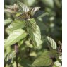 HERB Mint - Black Peppermint   8.5/9cm