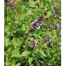 HERB Mint - Chocolate Peppermint  9cm