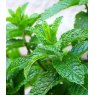 HERB Mint - Garden   8.5/9cm9cm HERB Mint - Garden   8.5/9cm9cm