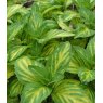 HERB Mint - Ginger  9cm