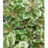 HERB Oregano - 'Country Cream'   9cm HERB Oregano - 'Country Cream'   9cm