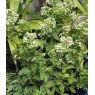 HERB Oregano - 'Hot n' Spicy'  8.5/9cm HERB Oregano - 'Hot n' Spicy'  8.5/9cm