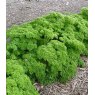 HERB Parsley - Curled   9cm