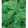 HERB Parsley - Flat / French   8.5cm/9cm