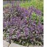 HERB Sage - Purple   8.5/9cm HERB Sage - Purple   8.5/9cm