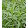 HERB Tarragon - French   8.5/9cm