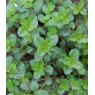 HERB Thyme - Broad Leaf  8.5cm/9cm