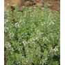 HERB Thyme - Lemon   8.5/9cm HERB Thyme - Lemon   8.5/9cm