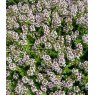 HERB Thyme - Orange Scented  9cm