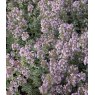 HERB Thyme - 'Silver Queen'   8.5cm/9cm HERB Thyme - 'Silver Queen'   8.5cm/9cm