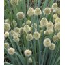 HERB Welsh Onion  9cm