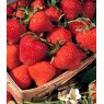 Strawberry 'Cambridge Favourite'   8.5cm/9cm