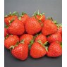 Strawberry 'Fenella'   8.5cm/9cm