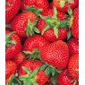 Strawberry 'Florence'   8.5cm/9cm