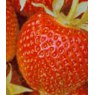 Strawberry 'Hapil'   9cm