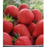 Strawberry 'Sweetheart'   8.5cm/9cm