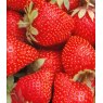 Strawberry 'Symphony'   9cm