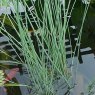 MARGINALJuncus inflexus2