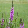 MARGINALLythrum salicaria1