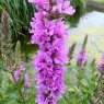 MARGINALLythrum salicaria2