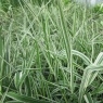 MARGINALPhalaris arundinacea var picta1
