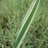 MARGINALPhalaris arundinacea var picta2