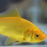 Goldfish Lemon   3-4"