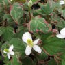 MARGINAL - Houttuynia cordata 'Boo Boo'   1L