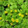 MARGINAL - Lysimachia nummularia   1L