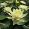 LILY - Nymphaea Inner Light   3L