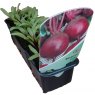 Beetroot 'Darko'  STRIP