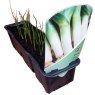 Leeks (Jolent)  STRIP