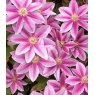 Clematis 'Dr Ruppell'  2.5L/3L