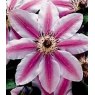 Clematis 'Nelly Moser'   2.5L/3L