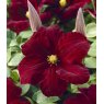 Clematis 'Niobe'  2.5L/3L