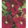 Clematis 'Rouge Cardinal'  2.5L/3L