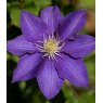Clematis 'The President'  2.5L/3L
