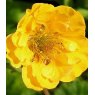 Geum 'Lady Stratheden'  2L