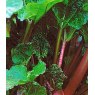 Rhubarb (Rheum) 'Timperly Early'   3L