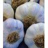 HERB Garlic   9cm