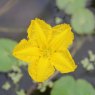 DEEP WATER - Nymphoides peltata   1L