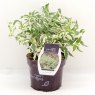 Diervilla sessilifolia 'Cool Splash'   3.5L
