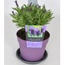 Lavandula stoechas 'Great Adventure'   2L