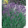 HERB Lavender - 'Munstead'   8.5/9cm HERB Lavender - 'Munstead'   8.5/9cm